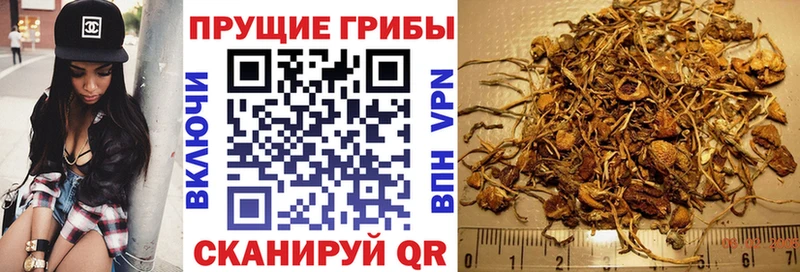 где купить наркотик  гидра вход  Галлюциногенные грибы мицелий  Ногинск 